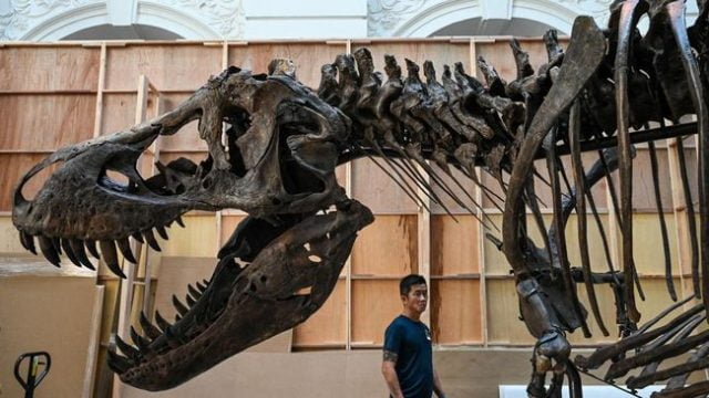 Sarang Dinosaurus Langka dan 265 Telur Ditemukan Di Lembah Narmada Madhya Pradesh