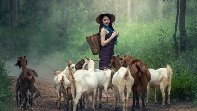 Beternak Kambing: Panduan Memulai Peternakan Kambing Anda Sendiri