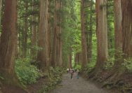 Apa Itu Forest Bathing: Manfaat, Prinsip, dan Implementasinya dalam Keseharian