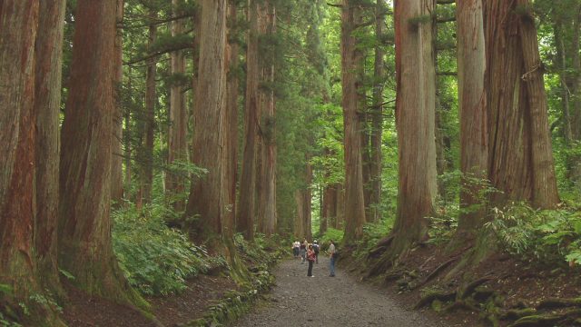 Apa Itu Forest Bathing: Manfaat, Prinsip, dan Implementasinya dalam Keseharian